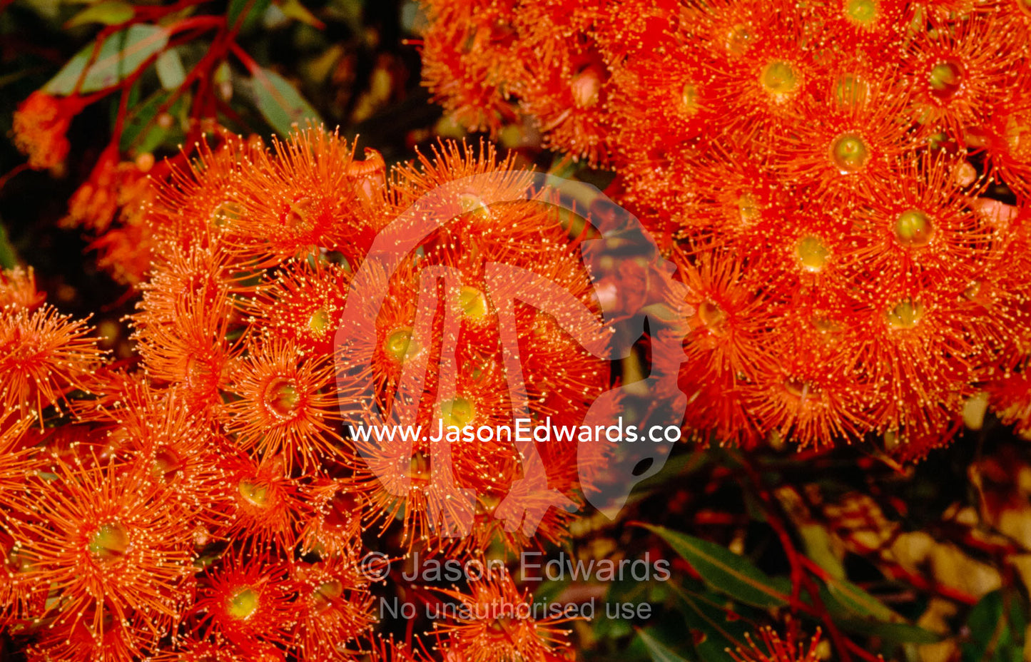 Fiery blossoms of the red flowering gum, Eucalyptus ficifolia, tree. Casterton, Victoria, Australia.