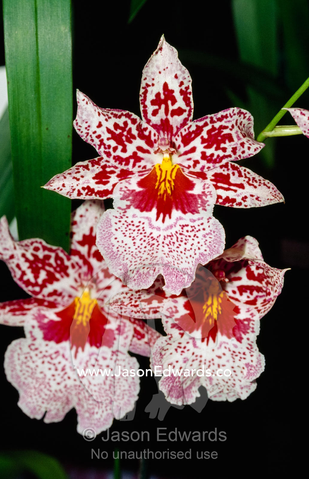 Red, pink and white flowers of an Odontonia Susan Bogdanow orchid. Collections Corner, Springvale, Victoria, Australia.