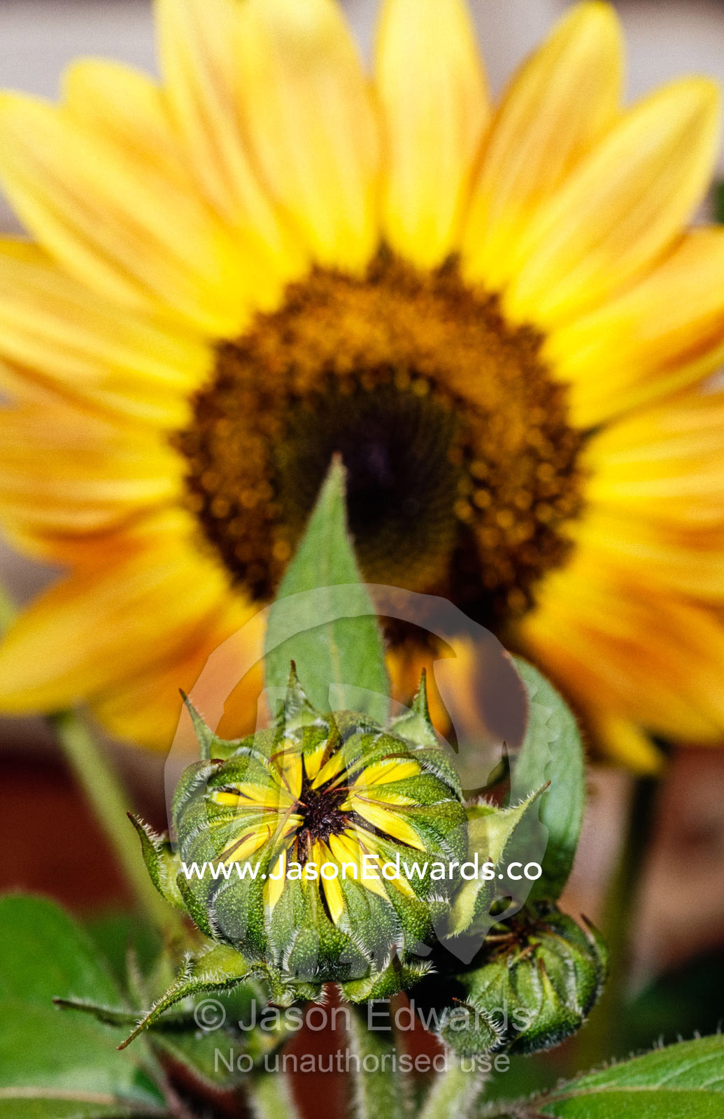 A sunflower bud opening near a flower in full bloom. North Carlton, Victoria, Australia.