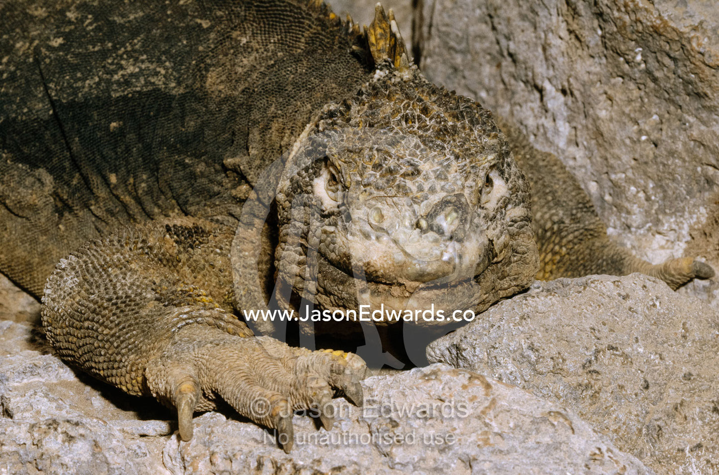A prehistoric-looking land iguana rests in a rock crevice. South Plaza Island, Galapagos Islands, Ecuador.