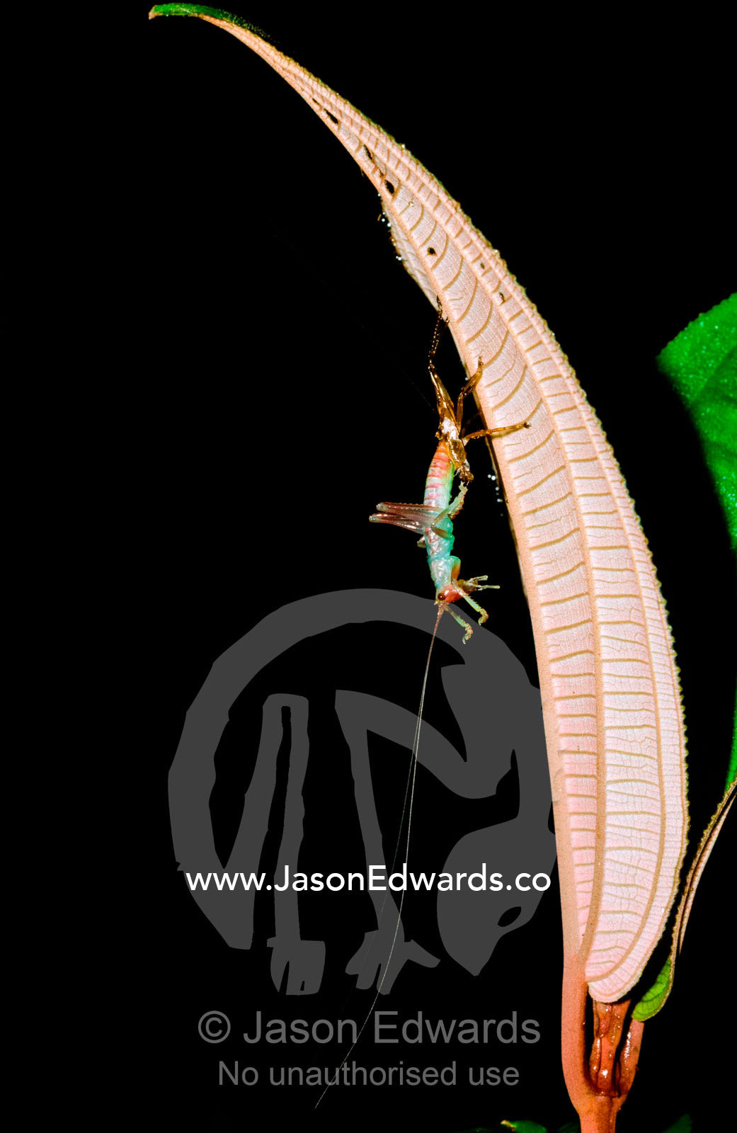 A grasshopper sheds its exoskeleton after alighting on a leaf. Amazon River Basin, Peru.