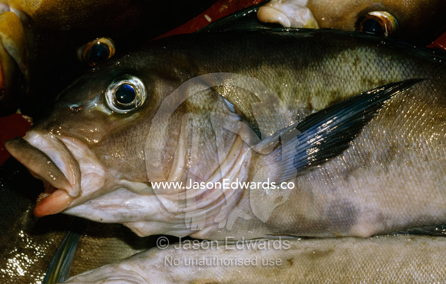 A poached golden-eyed grunt fish atop a pile of fish. Galapagos Islands, Ecuador.