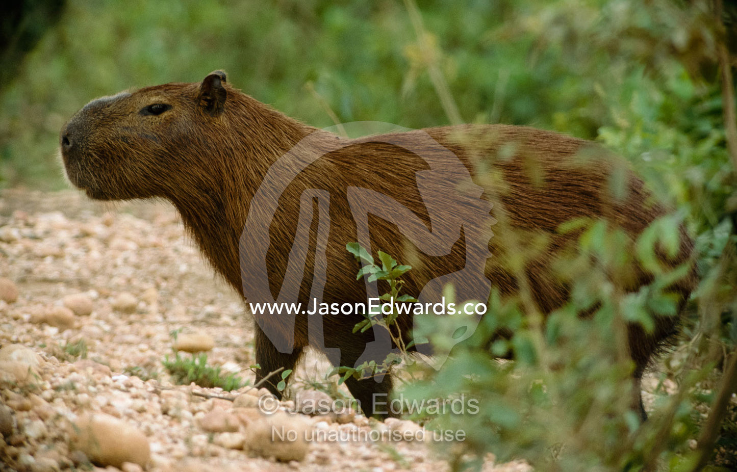 A capybara emerges from a wetland swamp onto a pebbled track. Pantanal National Park, Brazil.