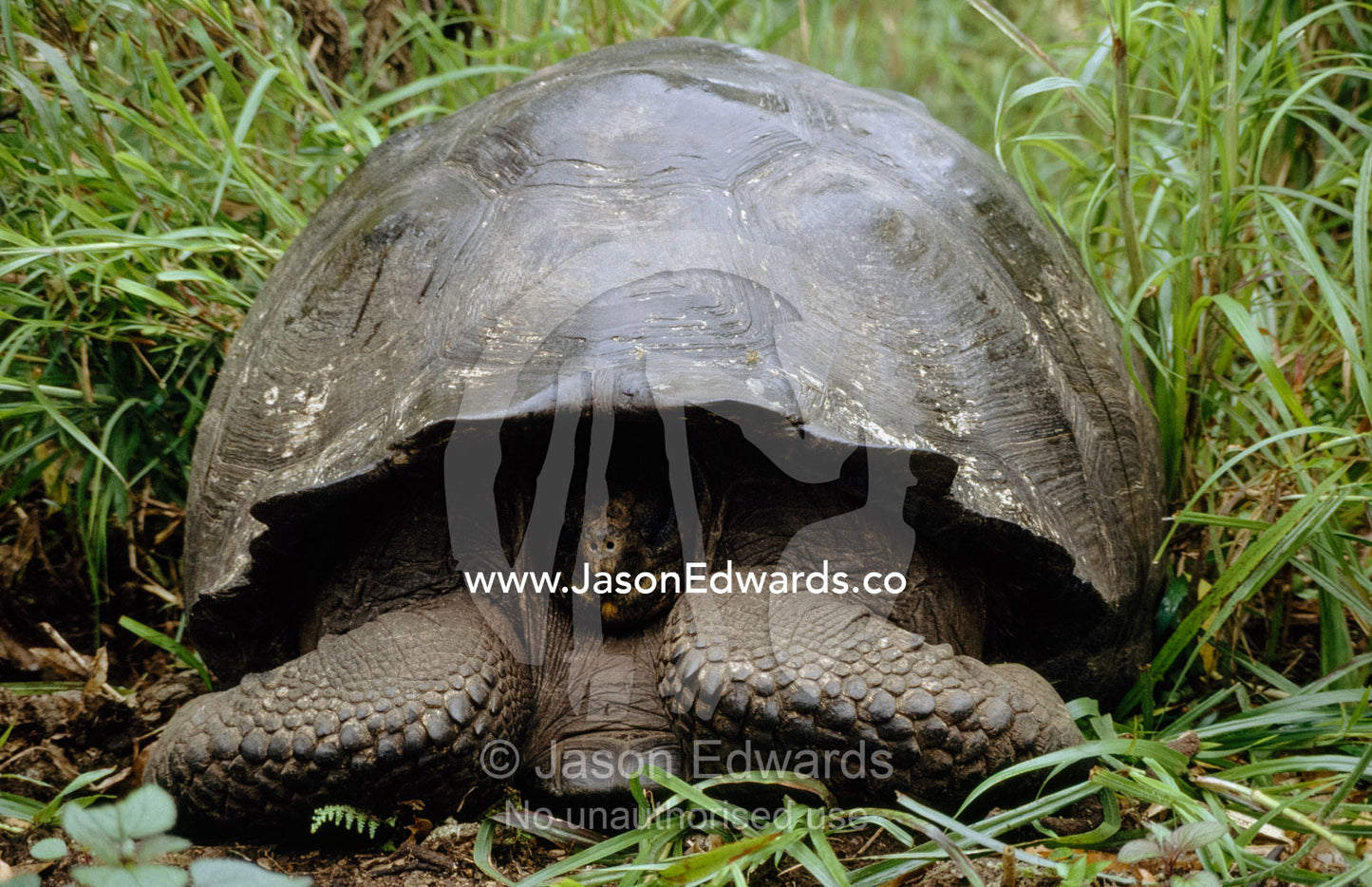 A Galapagos giant tortoise withdraws into its shell. Santa Cruz Island, Galapagos Islands, Ecuador.