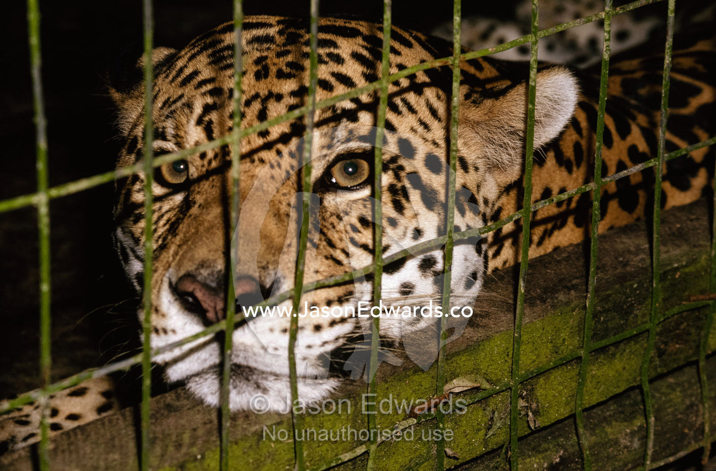 A trapped and depressed jaguar in a wire cage. Quistococha Zoo, Iquitos, Loreto, Peru.