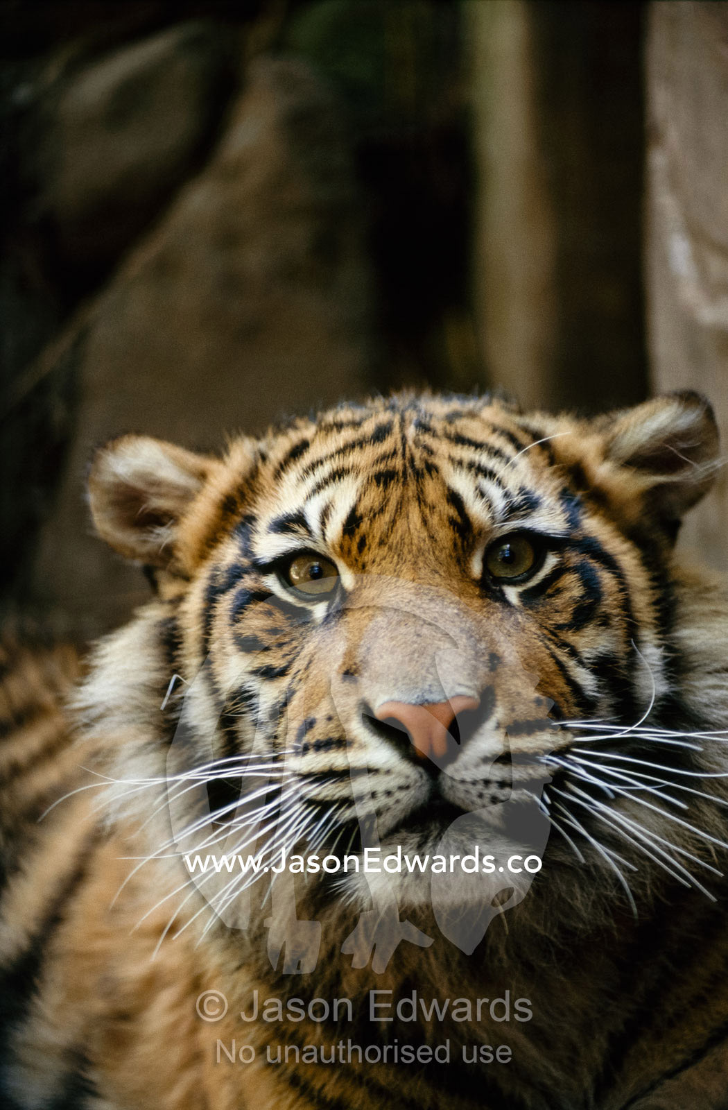 Portrait of a young endangered predator, the Sumatran tiger. Melbourne Zoo, Victoria, Australia.