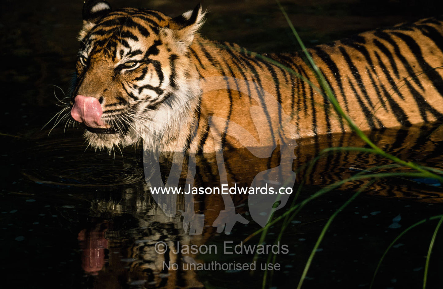 Endangered Sumatran tiger licks its nose while taking a dip in a pool. Melbourne Zoo, Victoria, Australia.