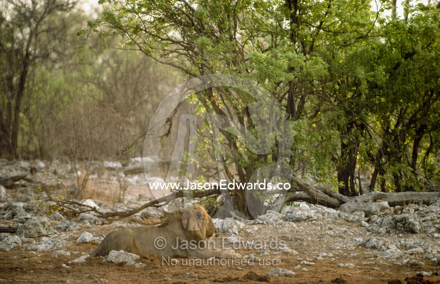 An evening rainstorm cools a male African lion at rest. Etosha National Park, Namibia.