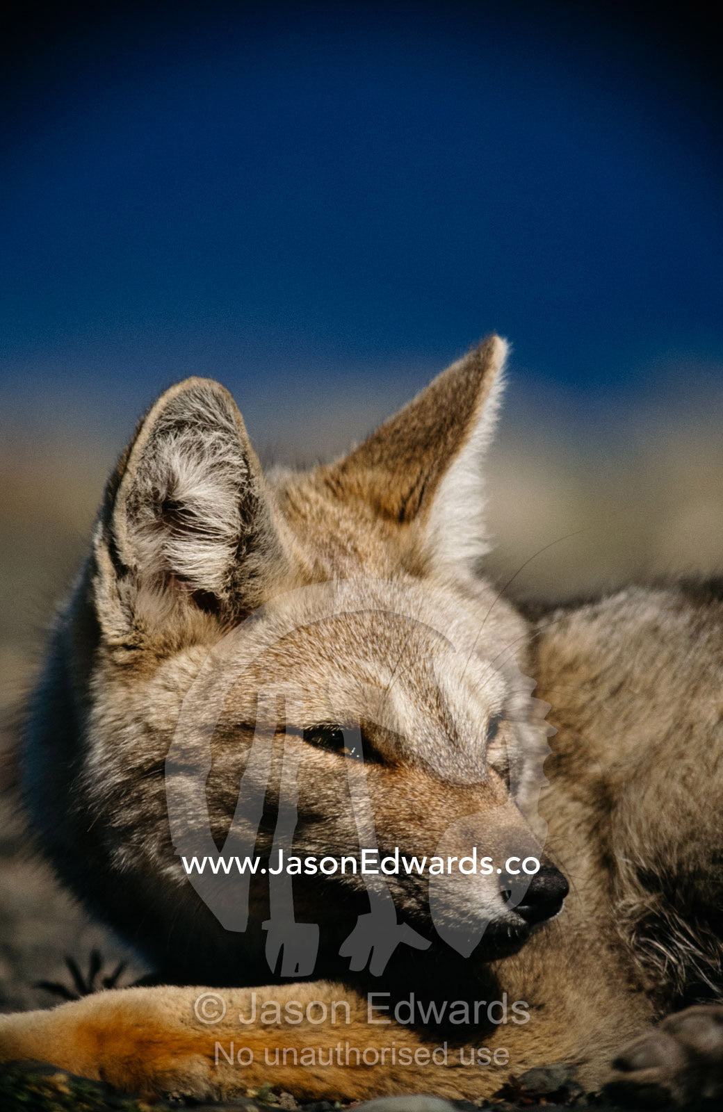 An Argentine gray fox, Pseudalopex griseus, with ears on alert. Torres del Paine National Park, Chile.