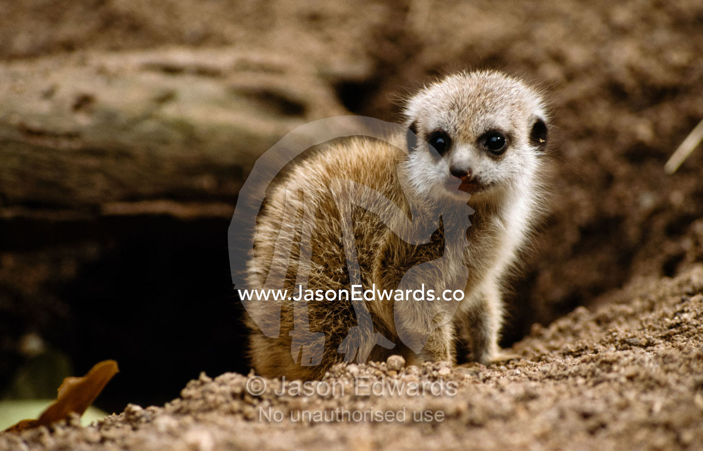 An alert meerkat pup, Suricata suricatta, emerges from its den. Melbourne Zoo, Victoria, Australia.