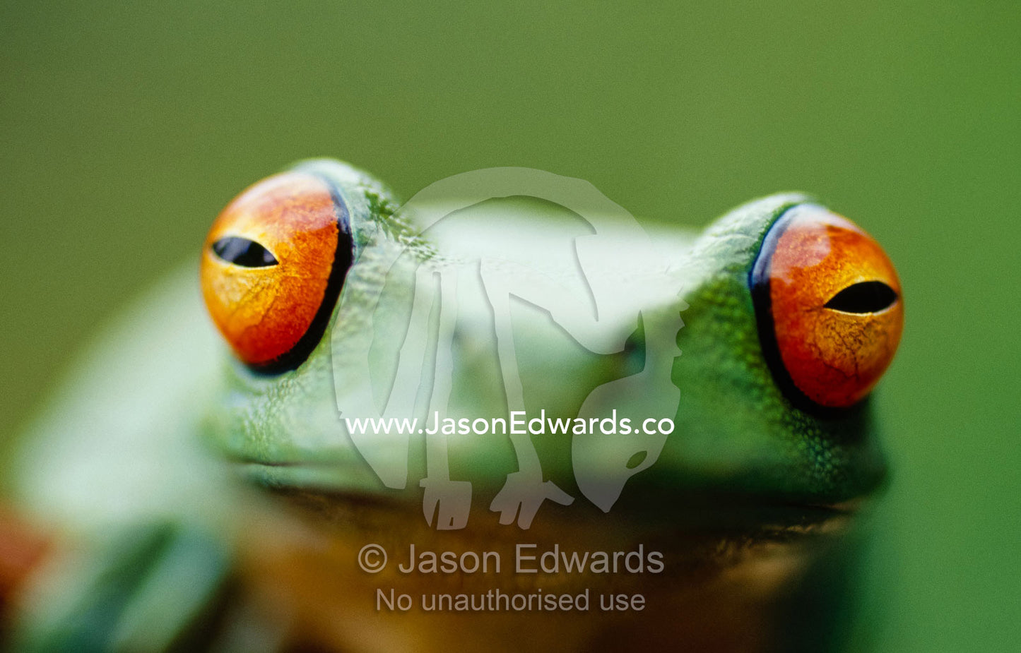 Close up of a red-eyed tree frog, Agalychnis callidryas. Amphibian Research Centre, Coburg, Victoria, Australia.