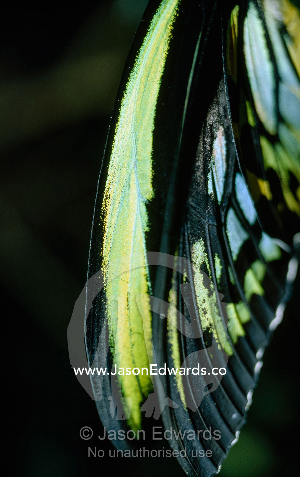Close up of a male birdwing butterfly wing, Ornithoptera priamus. Melbourne Zoo, Victoria, Australia.