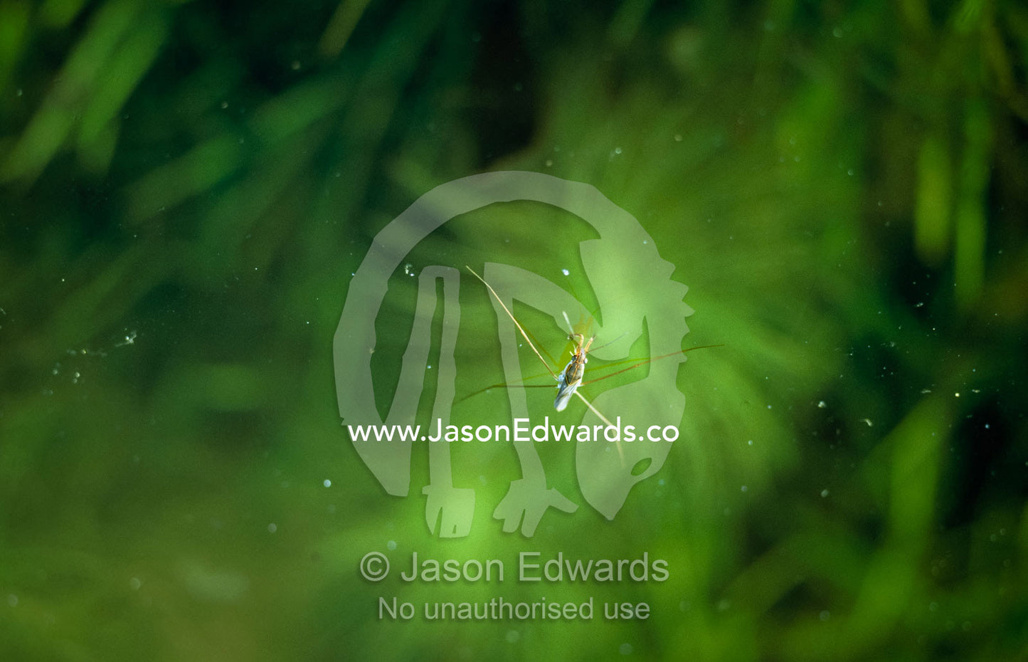 A water strider floats on the surface of a billabong. Manning Gorge, Kimberley Ranges, Western Australia.