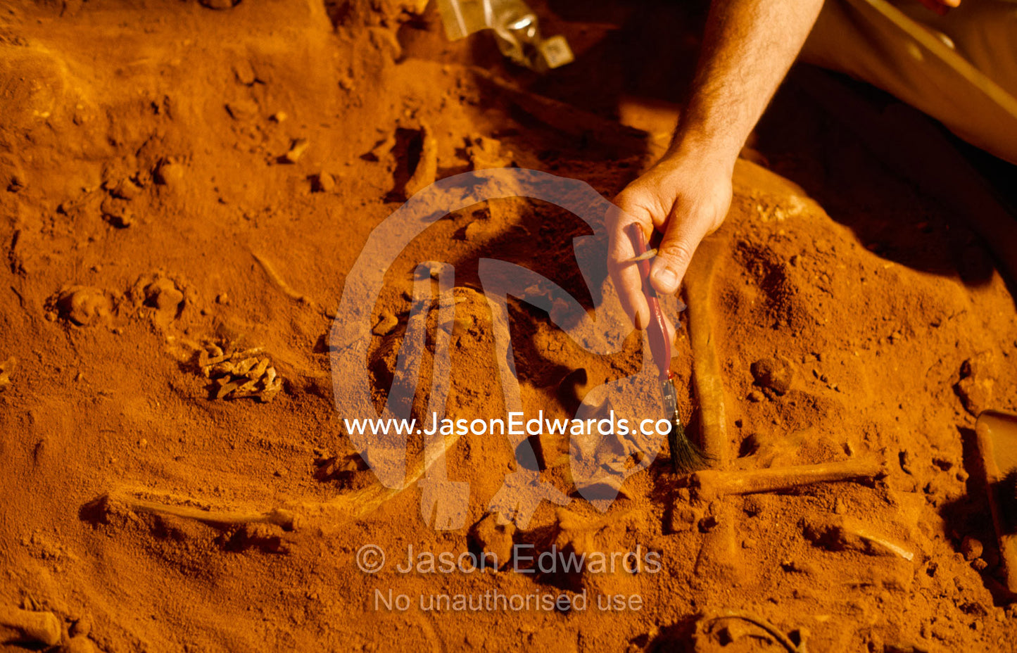 An archeologist brushes soil from fossils at an excavation site. Naracoorte Caves, South Australia.