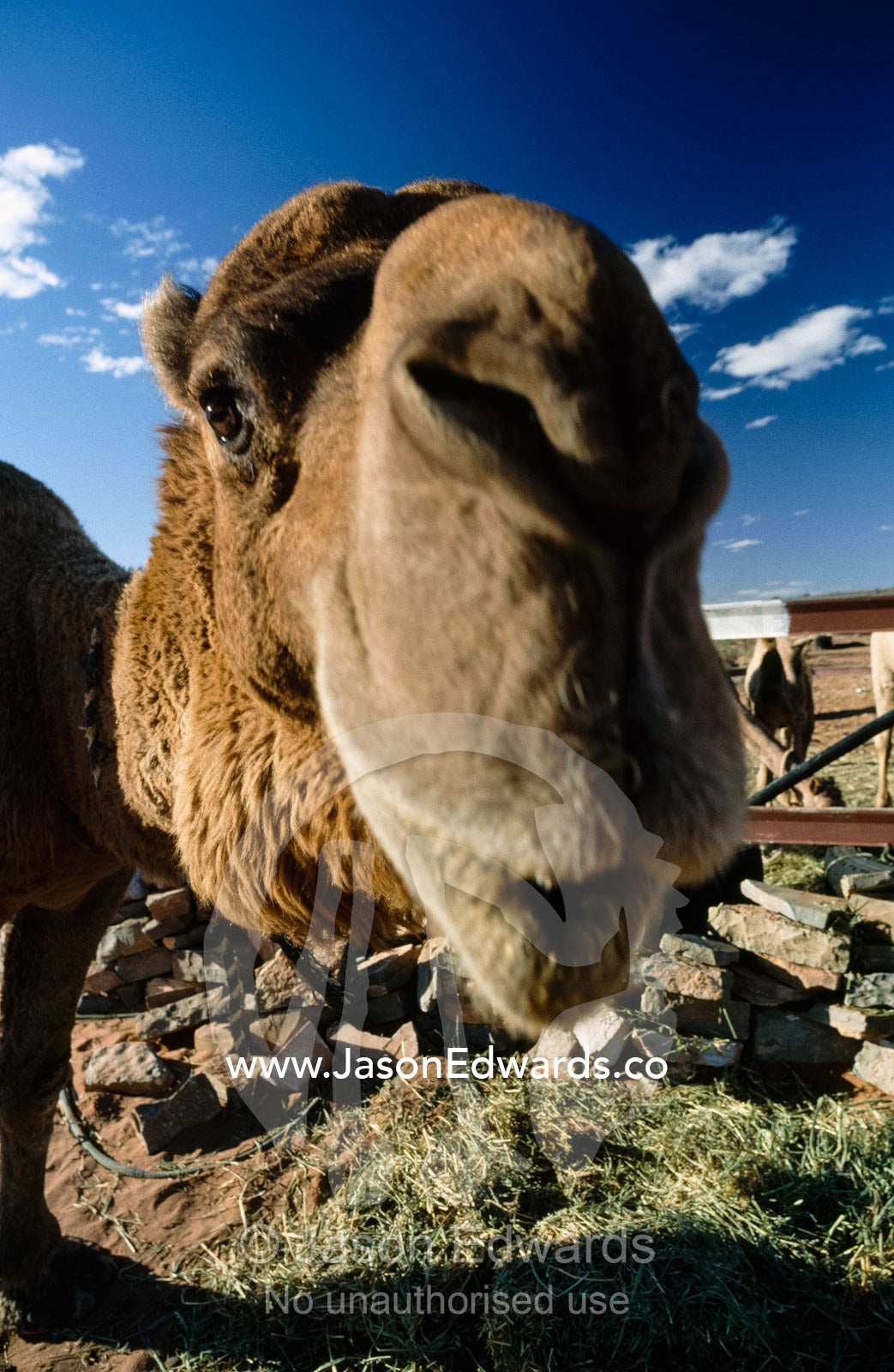 Close up of a camel's nose and face. Leigh Creek, South Australia.