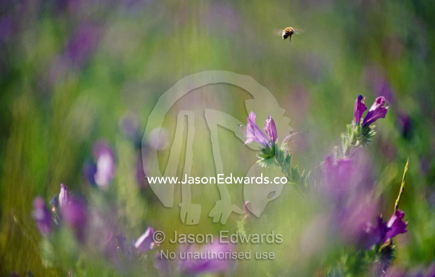 A bee lands on a Patterson's curse flower. Juglong, New South Wales, Australia.