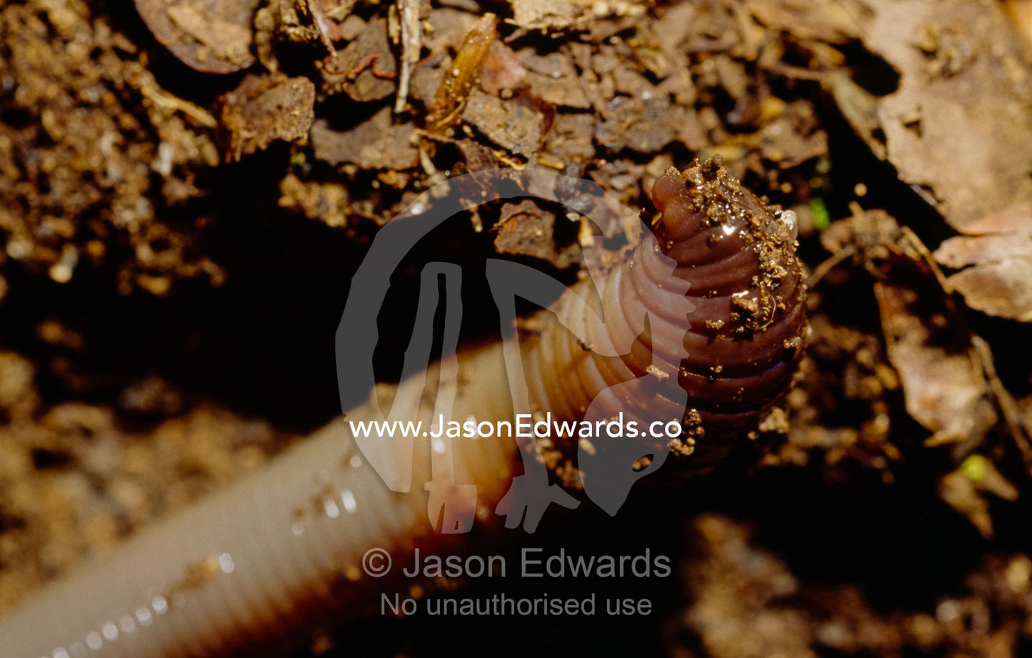 The head and mouth of an earthworm emerging from a hole in the soil. Jamieson, Victoria, Australia.