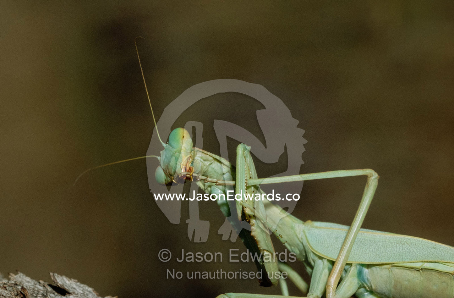 A green mantid cleans its foot while holding it in its claw. Hamersley Range National Park, Pilbara, Western Australia.