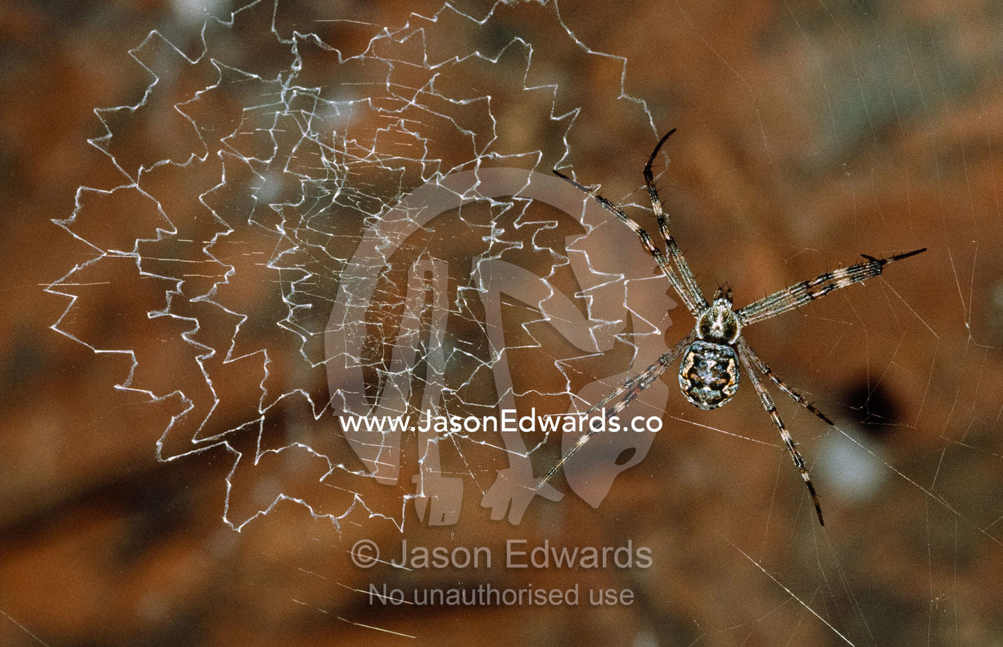 An argiope spider spins a web to capture its prey. Handrail Gorge, Hamersley Ranges National Park, Western Australia.