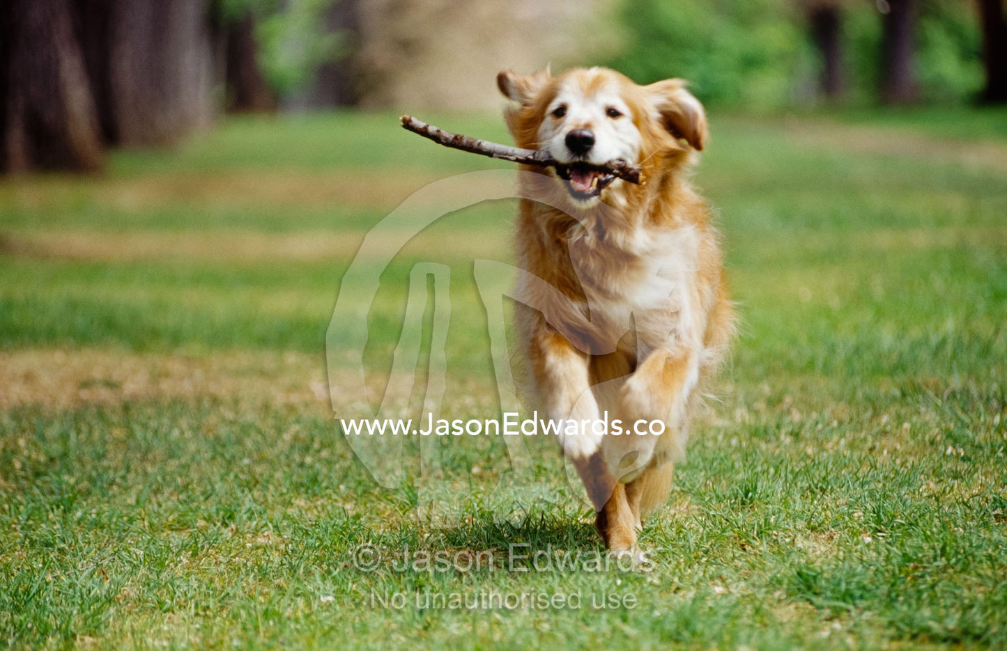 A golden retriever named Teddy runs with a stick in its mouth. North Carlton, Victoria, Australia.