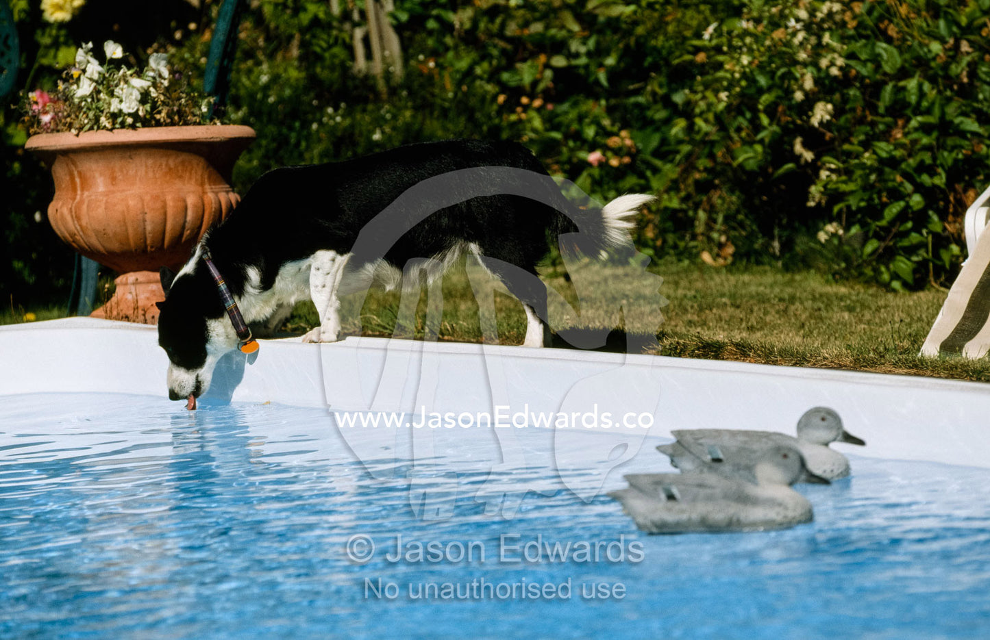 A Kelpie dog drinks from a swimming pool as wooden ducks float by. Hobart, Tasmania, Australia.
