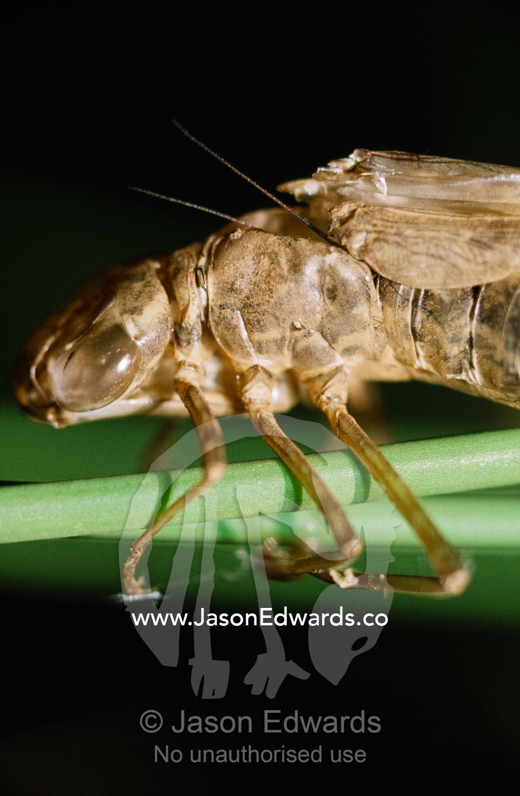 The head and thorax of a nymph exuviae on a grass reed. Handrail Gorge, Karijini National Park, Western Australia.