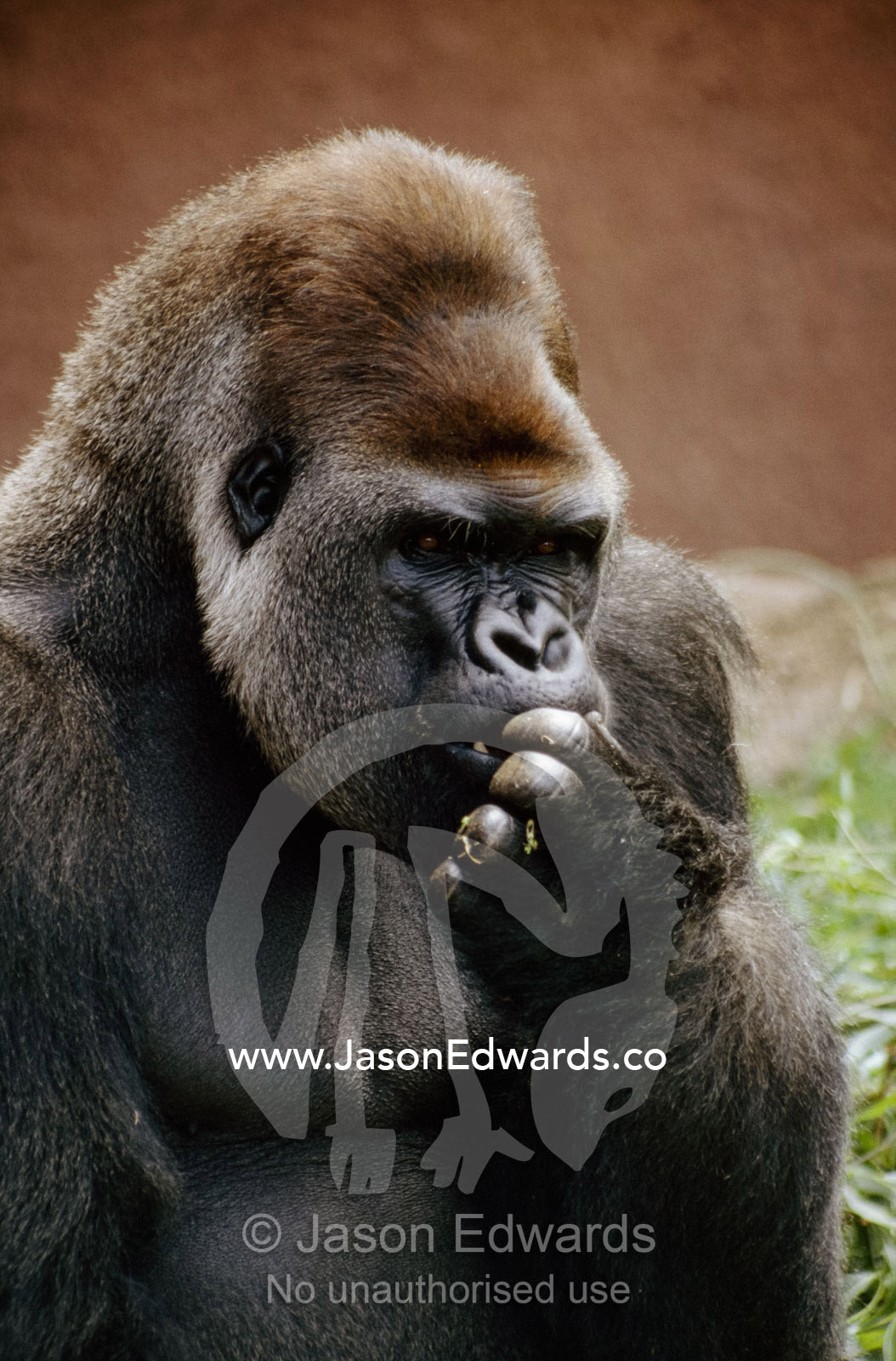 Portrait of a male silverback western lowland gorilla eating. Melbourne Zoo, Victoria, Australia.