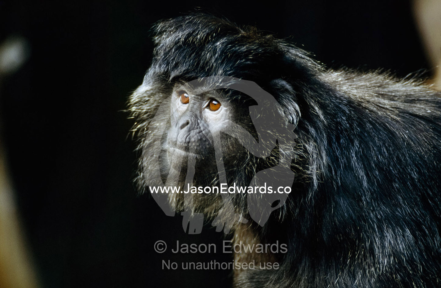 Facial portrait of a silvered leaf monkey or silver langur. Melbourne Zoo, Victoria, Australia.