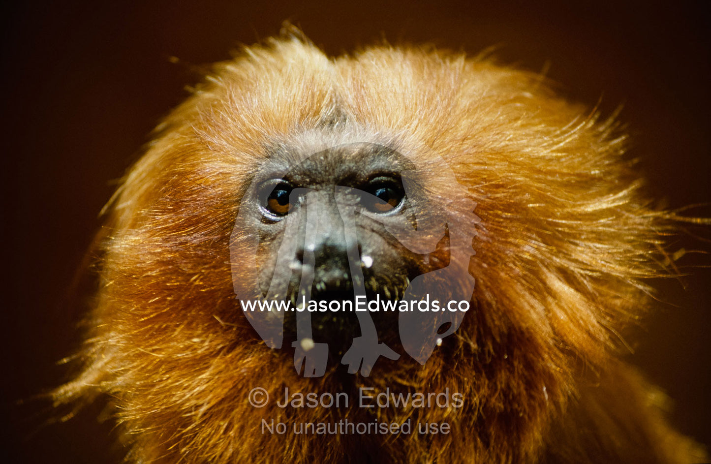 Portrait of an endangered golden lion tamarin with orange-gold mane. Melbourne Zoo, Victoria, Australia.