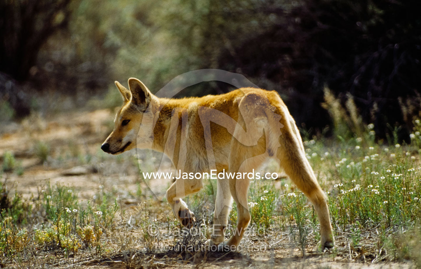 An alert dingo stalks prey amongst wildflowers. Simpson Desert, Witjira National Park, South Australia.
