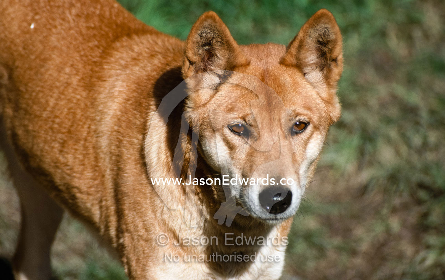 An alert dingo, Aboriginies' native wild dog, with ears standing up. Healesville Sanctuary, Victoria, Australia.