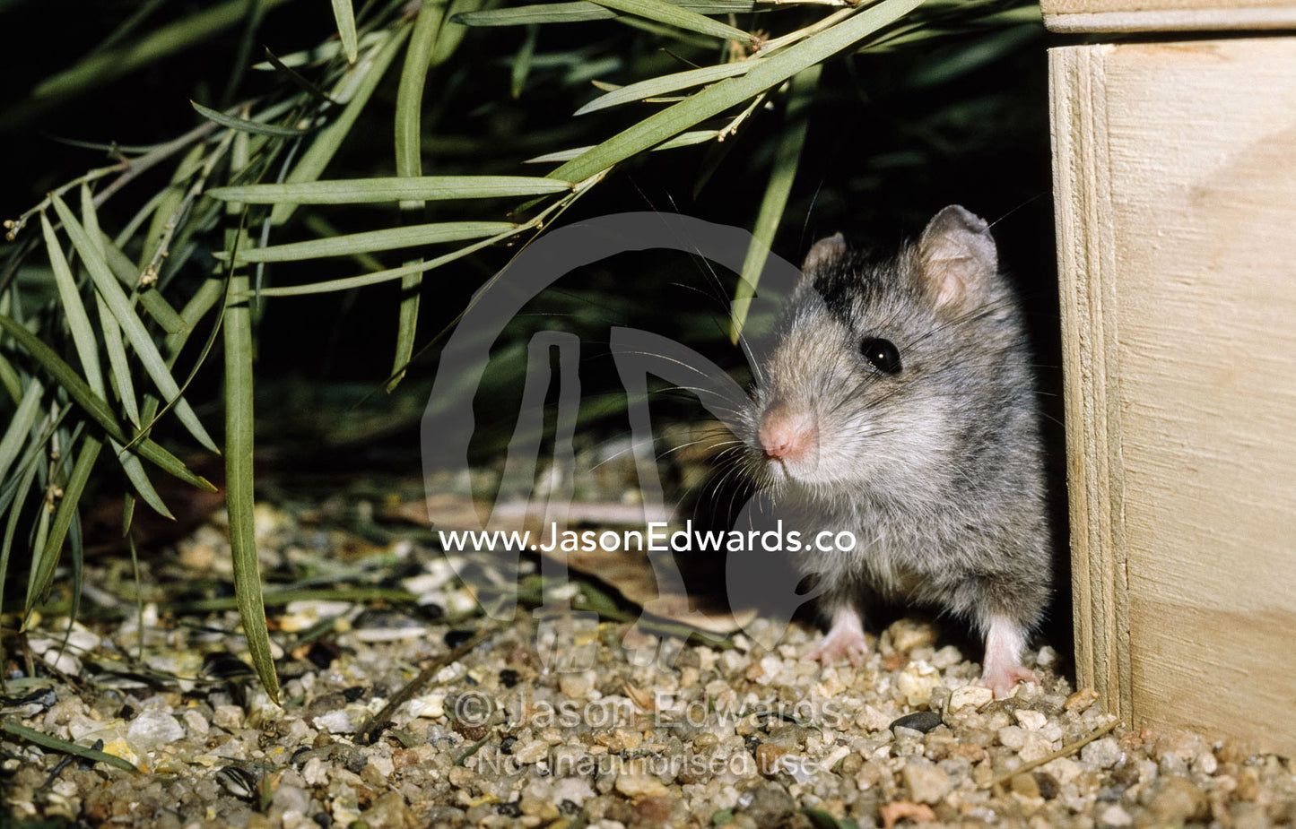 A Smoky mouse, in a captive breeding program, emerges from a nest box. Melbourne Zoo, Victoria, Australia.