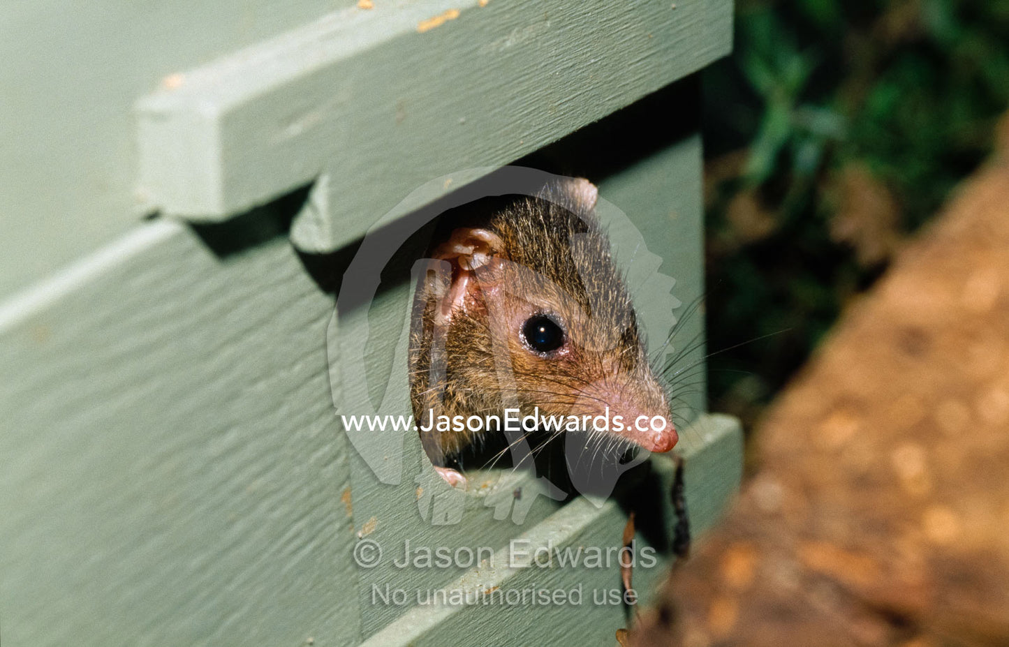 A dusky antechinus emerges from an artificial nest box. Healesville Sanctuary, Victoria, Australia.