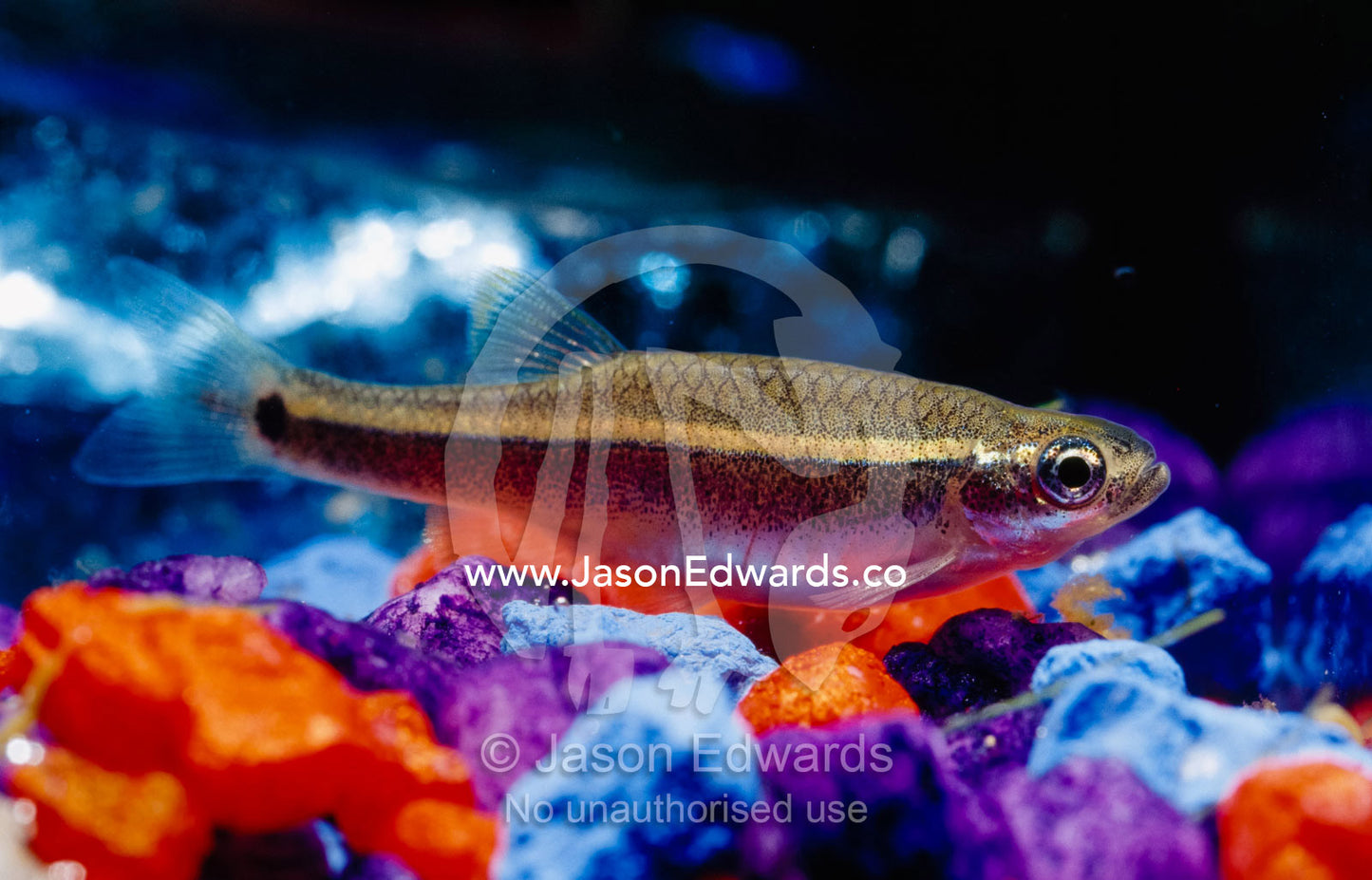A tetra, or minnow, fish swimming in an aquarium. North Carlton, Victoria, Australia.