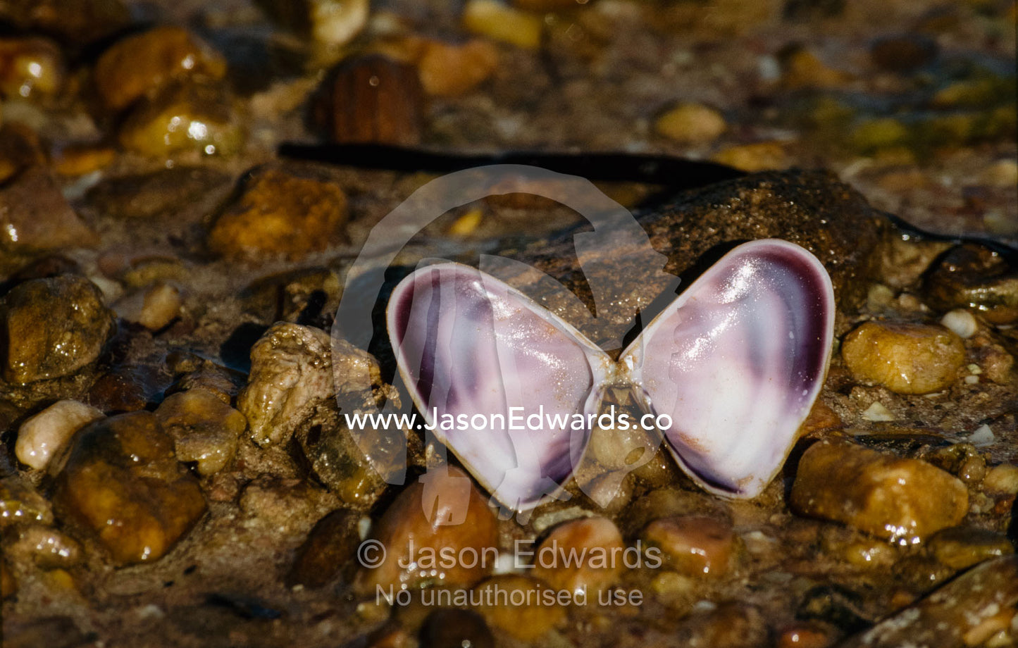 An open purple and white bi-valve shell on a pebbled beach. Whyalla, South Australia.