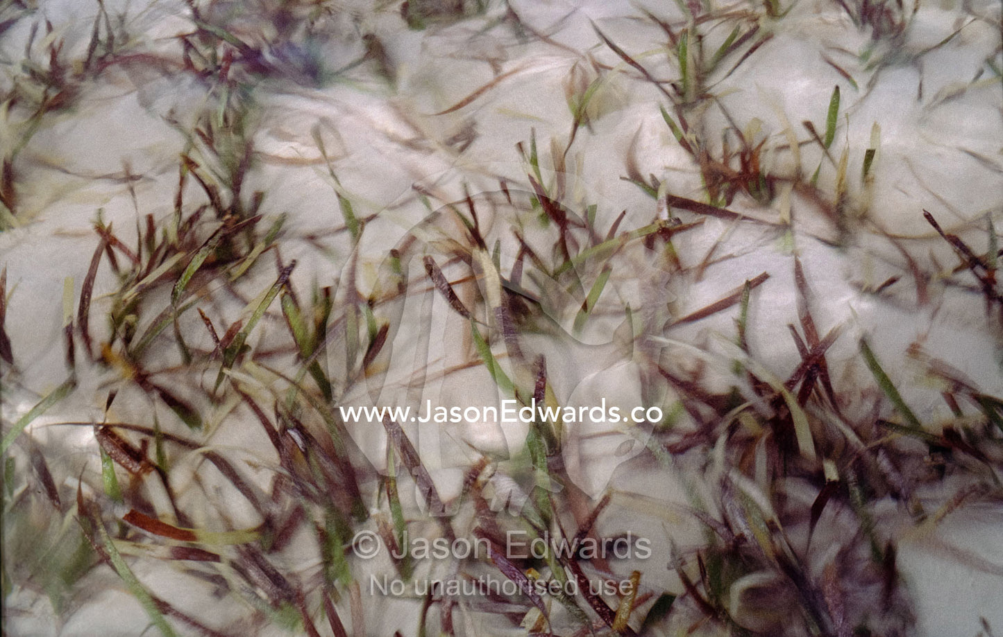 Waves stir sea grass emerging from a sandy beach. Smoky Bay, South Australia.
