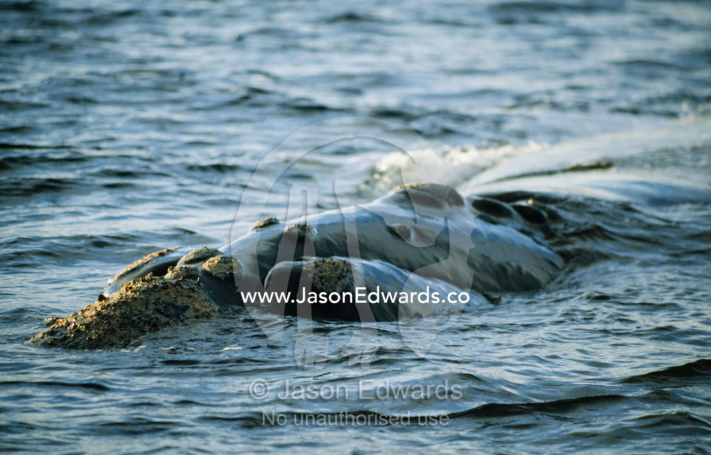 A vulnerable breaching southern right whale with callosities visible. Peninsula Valdes, Argentina.