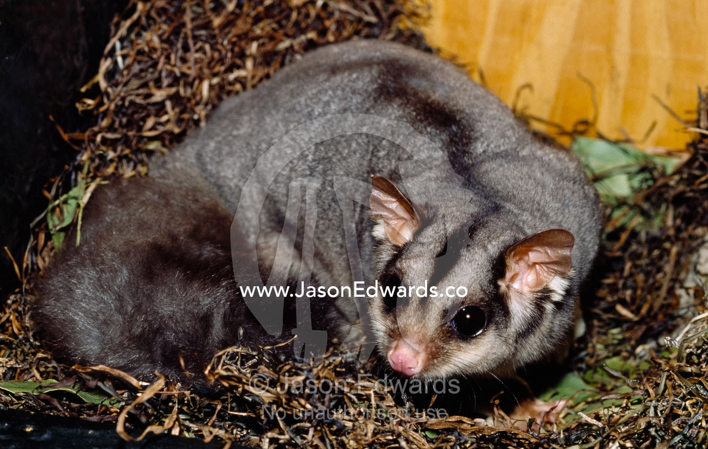 A sugar glider, Petaurus breviceps, in its artificial nest box. Healesville Sanctuary, Victoria, Australia.