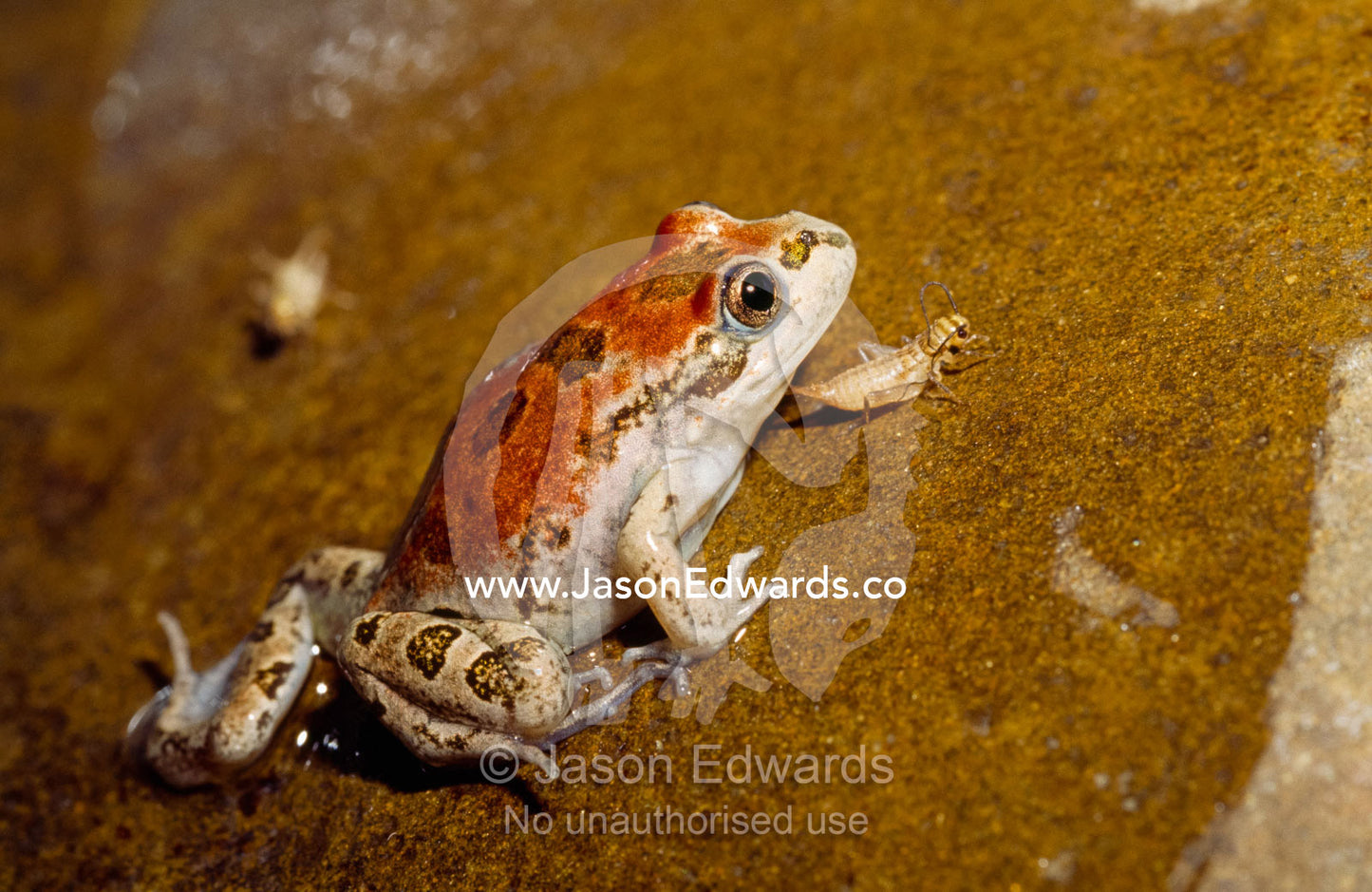 A spotted grass frog hunting crickets. Amphibian Research Centre, Victoria, Australia.