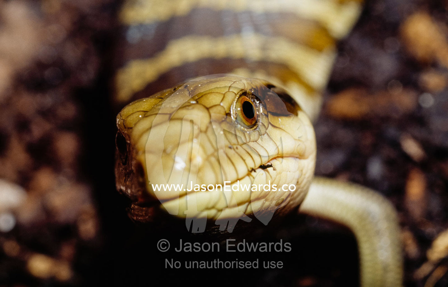 A facial portrait of a newborn baby blue tongued skink. North Carlton, Victoria, Australia.