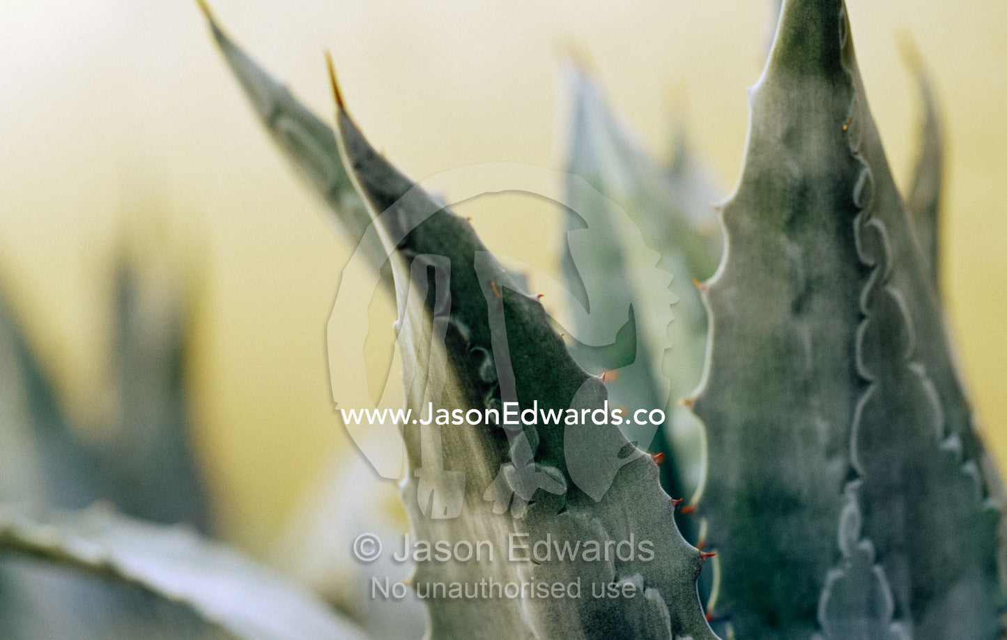 An abstract pattern of spikes and fronds of a euphorbia cactus plant. Warrandyte, Victoria, Australia.