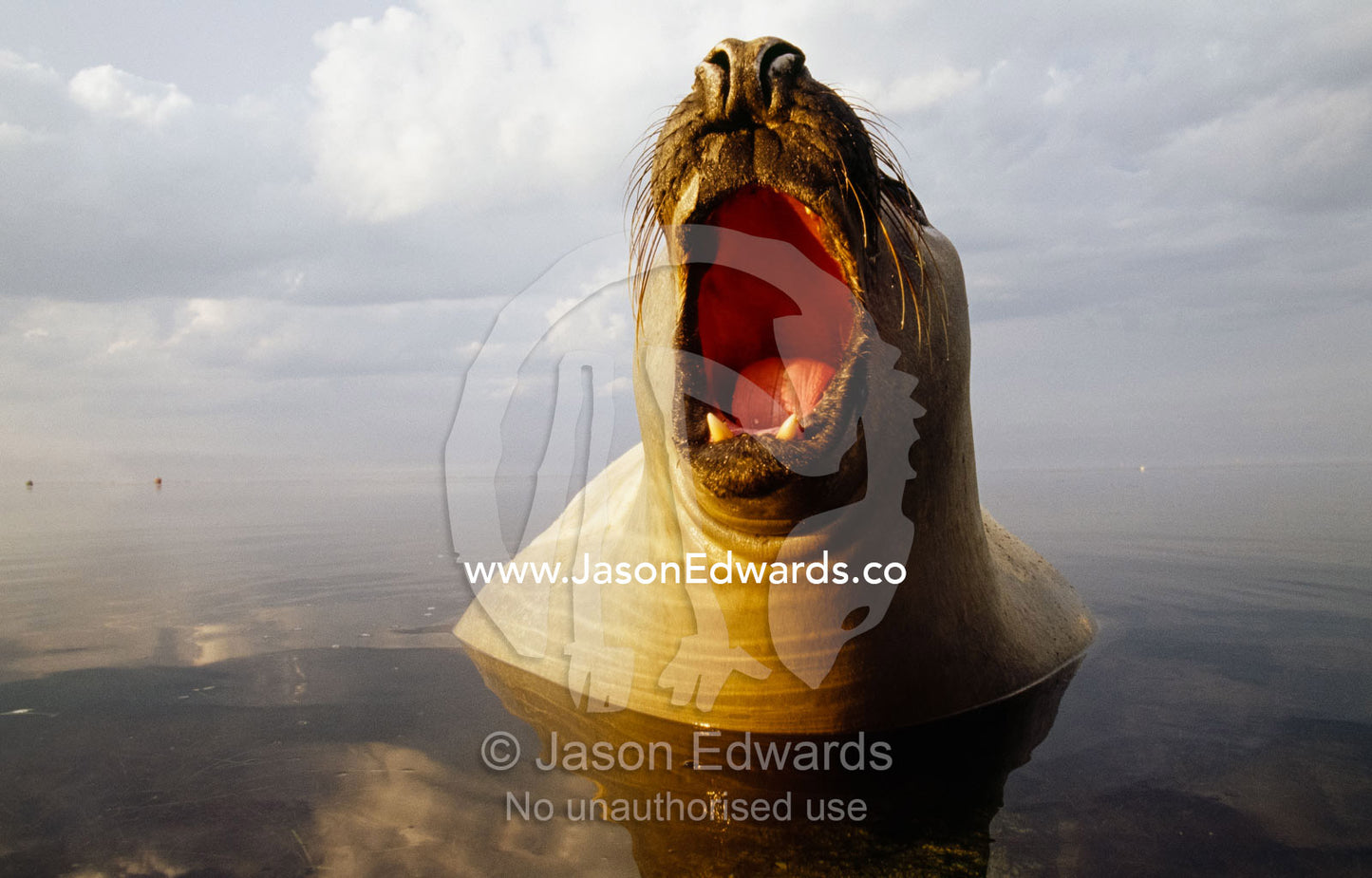 A barking southern elephant seal in a mirror-like calm sea. Point Henry, Victoria, Australia.