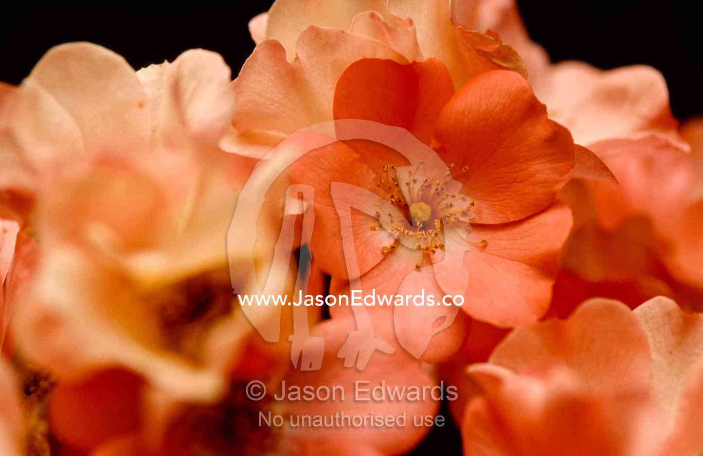 A delicately textured peach-pink, 'old fashioned' carpet rose. Jamieson, Victoria, Australia.
