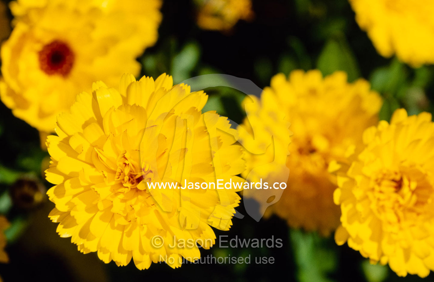 Bright yellow calendula flowers in a garden. Emu Bay, Kangaroo Island, South Australia.