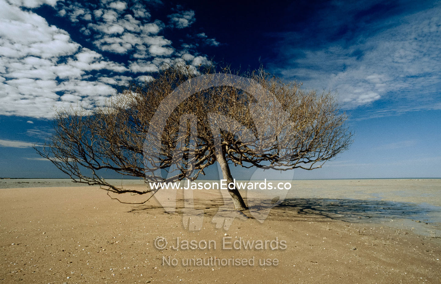 A mangrove tree on a coastal tidal flat at low tide. RAOU Bird Observatory, Broome, Western Australia.