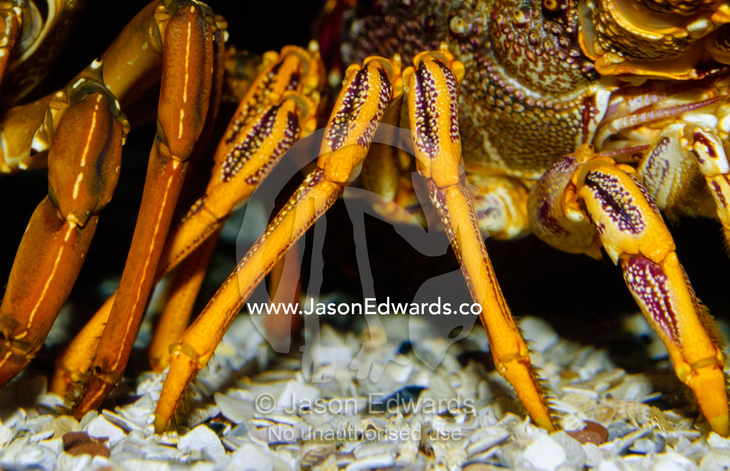 The exoskeleton of a southern rock lobster's legs and claws. Merimbula Aquarium, New South Wales, Australia.