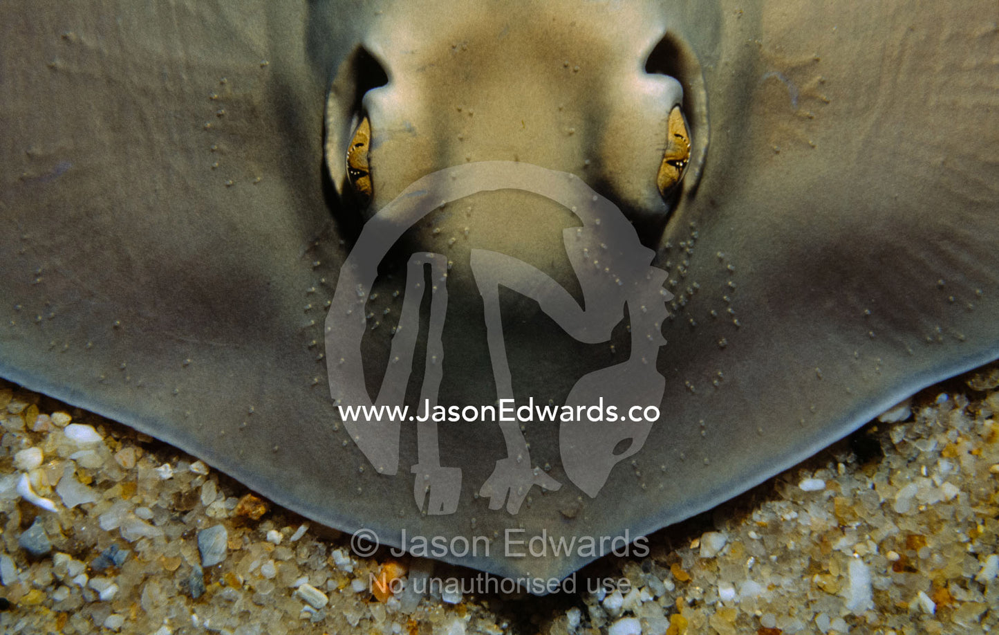 Head and bronze colored eyes of a sparcely-spotted stingaree. Melbourne Aquarium, Victoria, Australia.