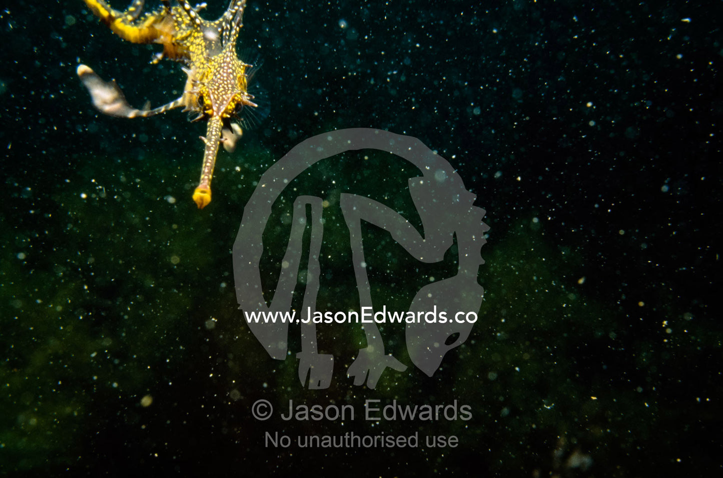 A juvenile weedy sea dragon face emerges from the darkness. Portsea, Victoria, Australia.