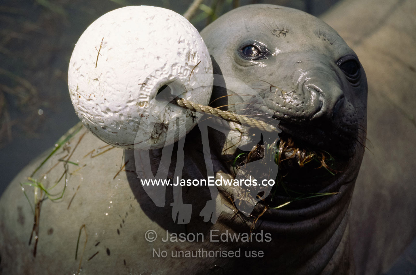 A southern elephant seal plays with a foam buoy and rope. Geelong, Victoria, Australia.