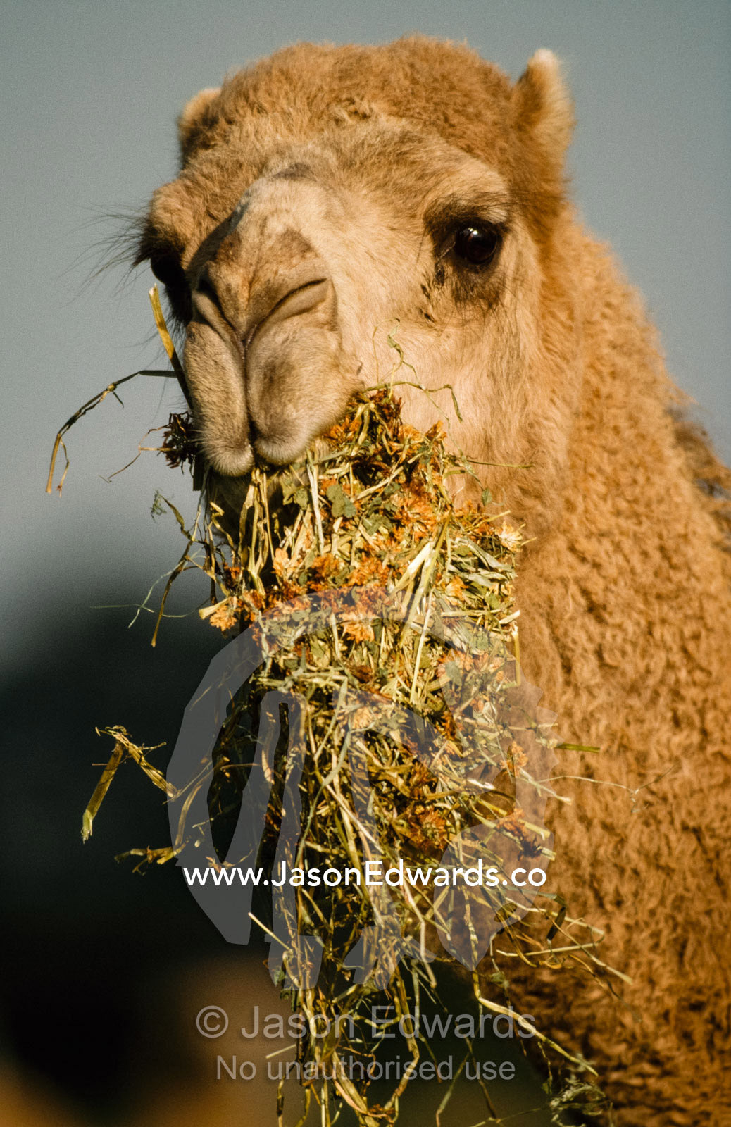 Face and snout of a dromedary camel feeding on dry lucerne grass. Werribee Open Range Zoo, Victoria, Australia.